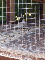 Heel mooi jong diamantduifje ik vermoed een meisje, Dieren en Toebehoren, Vogels | Overige Vogels