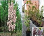 JAPANSE KERSENBOMEN 'COLT', MEERDERE STAMMEN, IN POT, 30€/st, Vaste plant, Ophalen of Verzenden, Lente, Overige soorten