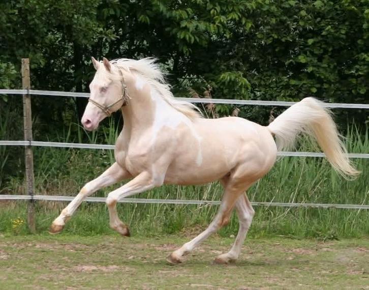 Cremello tobiano (bonte) hengst ter dekking!, Dieren en Toebehoren, Overige Dieren, Mannelijk, April