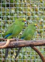 Geelvoorhoofd kakariki, zuivere wildkleur, Geringd