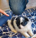 Klein  keeshondjes, Dieren en Toebehoren, België, Particulier, Keeshond, 8 tot 15 weken