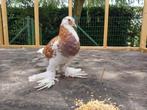 Gentse kropper Doffer 2025, Dieren en Toebehoren, Vogels | Duiven, Kropper