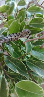 Furcifer pardalis (caméléon panthère), Animaux & Accessoires, Autres espèces, 0 à 2 ans