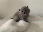 Britse korthaar kitten, Dieren en Toebehoren, Katten en Kittens | Raskatten | Korthaar, 0 tot 2 jaar, Gechipt, Poes