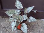 Bladbegonia, Ophalen