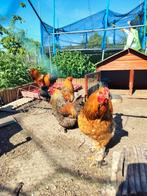 Hanen, Dieren en Toebehoren