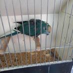 Kakariki, Dieren en Toebehoren, Parkiet, Geringd