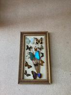 papillons rares en peluche, Collections, Comme neuf, Autres, Enlèvement, Animal empaillé