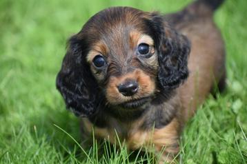 Teckel dwerg langhaar pups beschikbaar voor biedingen