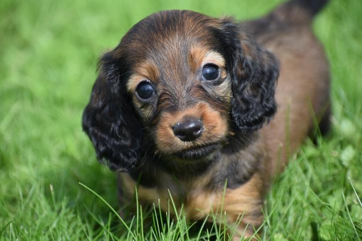 Teckel dwerg langhaar pups, Dieren en Toebehoren, Honden | Teckels en Dashonden, Meerdere dieren, Langhaar, Dwerg, Fokker | Professioneel