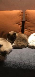 2 ragdoll herplaatsers, Dieren en Toebehoren, Katten en Kittens | Raskatten | Langhaar, Poes, Gechipt, 3 tot 5 jaar