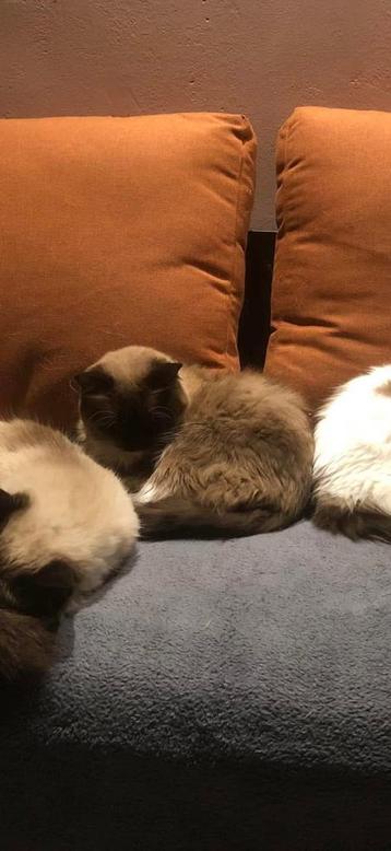 2 ragdoll herplaatsers beschikbaar voor biedingen