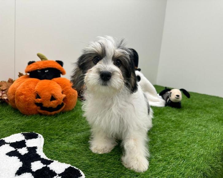 Mal-Shi pups ( Maltezer x Shih Tzu), Dieren en Toebehoren, Honden | Chihuahua's en Gezelschapshonden, Meerdere dieren, Overige rassen