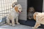 Goldendoodle pups te koop (groot formaat), Dieren en Toebehoren, België, Overige rassen, CDV (hondenziekte), 8 tot 15 weken