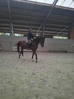3,5jarige comilfo plus ruin, Dieren en Toebehoren, Paarden, Springpaard, Gechipt, Ruin, Niet van toepassing