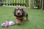 Prachtige ruwharige dwerg teckel pups (ouders aanwezig), Dieren en Toebehoren, België, CDV (hondenziekte), 8 tot 15 weken, Dwerg