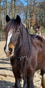 paardenoppas gezocht, verzorgpaard aangeboden, Dieren en Toebehoren, Paarden