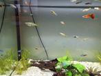 Jonge guppies uit eigen kweek, Vis, Zoetwatervis