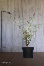 Vlinderstruik of Buddleja davidii - Moeten NU weg!, Jardin & Terrasse, Plantes | Arbustes & Haies, Moins de 100 cm, Enlèvement