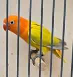 Dilute Opaline Groen//Blauw Fischeri Dwergpapegaai 2025, Dieren en Toebehoren, Mannelijk, Dwergpapegaai of Agapornis, Geringd
