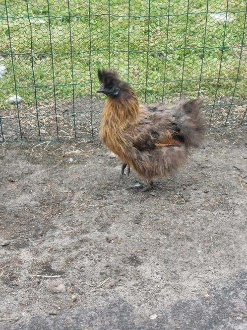Zijdehoen hennen, Dieren en Toebehoren, Pluimvee