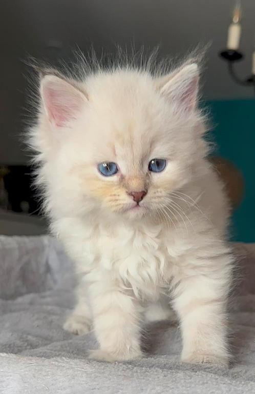Neva Masquerade /Siberishe kittens te koop, Dieren en Toebehoren, Katten en Kittens | Raskatten | Langhaar, Meerdere dieren, 0 tot 2 jaar