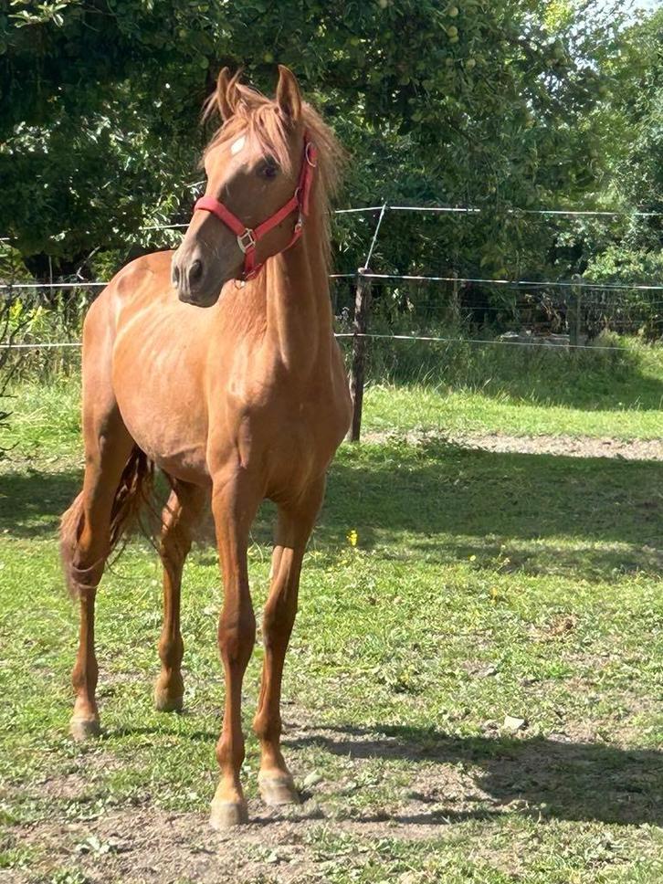 PRE PP veulen, Dieren en Toebehoren, Paarden, Hengst, Niet van toepassing