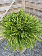 Buitenplant Agapantus, Tuin en Terras, Planten | Tuinplanten, Volle zon, Vaste plant, Zomer, Ophalen
