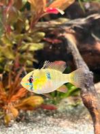 Poissons et plantes, Dieren en Toebehoren, Vissen | Aquariumvissen, Zoetwatervis