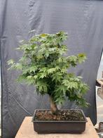 Bonsai, acertje pre bonsai, Tuin en Terras, Planten | Bomen, Ophalen, In pot