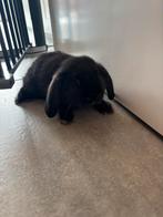 Baby hangoortjes, Dieren en Toebehoren, Konijnen