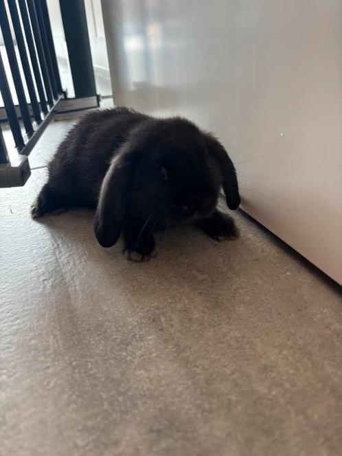 Baby hangoortjes, Dieren en Toebehoren, Konijnen