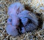 Pyrrhura nestje, Dieren en Toebehoren
