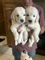 Mooi nestje golden retrievers, Dieren en Toebehoren, Honden | Retrievers, Spaniëls en Waterhonden, Golden retriever, België, CDV (hondenziekte)