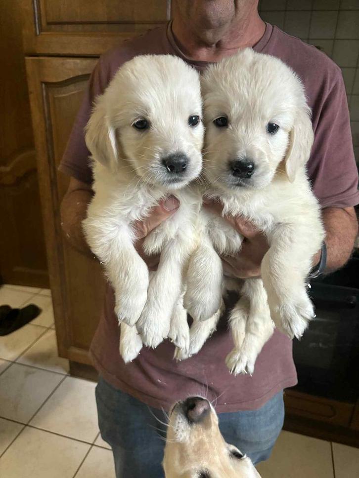 Mooi nestje golden retrievers, Dieren en Toebehoren, Honden | Retrievers, Spaniëls en Waterhonden, Meerdere dieren, Golden retriever