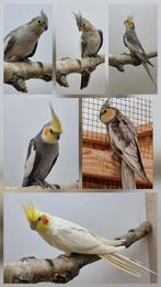 Valkparkieten overjarigen en Ek 2024, Dieren en Toebehoren, Vogels | Parkieten en Papegaaien, Meerdere dieren, Parkiet, Geringd