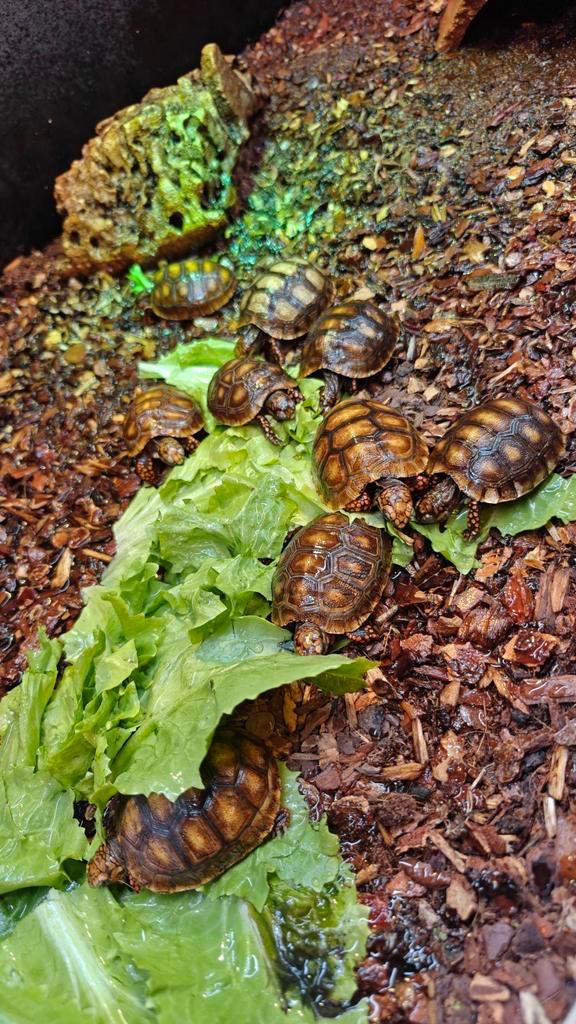 Chelonoidis carbonaria, kolenbranderschildpad nakweek 2025, Animaux & Accessoires, Reptiles & Amphibiens, Tortue, 0 à 2 ans