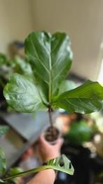 Ficus Lyrata, Ophalen, Ficus