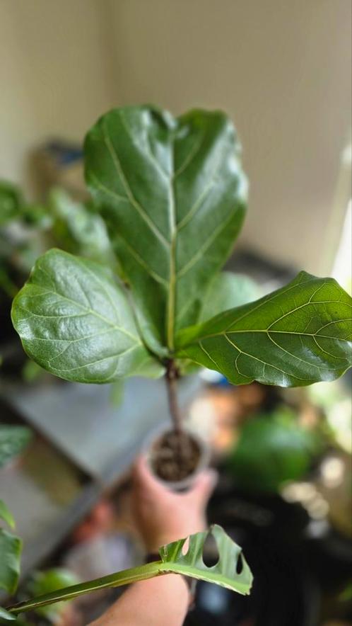 Ficus Lyrata, Huis en Inrichting, Kamerplanten, Ficus, Ophalen