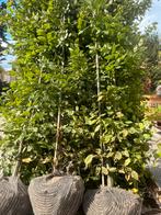 Carpinus betulus(hagebeuk), Tuin en Terras, Ophalen of Verzenden, Haag