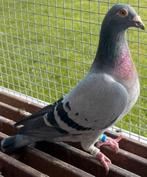 Postduif Direct Marcel Sangers., Animaux & Accessoires, Femelle, Pigeon voyageur