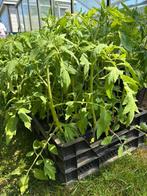 Tomatenplanten Pyros, Tuin en Terras, Ophalen