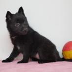Schipperke - Belgische pups te koop, CDV (hondenziekte), Meerdere, 8 tot 15 weken, Meerdere dieren