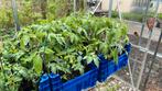 Planter des tomates, Annuelle, Enlèvement ou Envoi, Plantes potagères