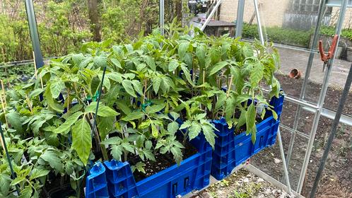 Planter des tomates, Jardin & Terrasse, Plantes | Jardin, Annuelle, Plantes potagères, Enlèvement ou Envoi