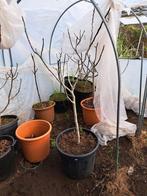 vijgenboom white Marseille op stam, Jardin & Terrasse, Plantes | Arbres fruitiers, Figuier, Enlèvement