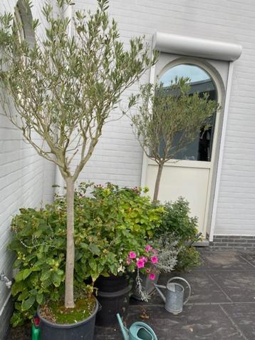 2 olijfbomen beschikbaar voor biedingen