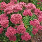 Sedum 'Herbstfreude', Ophalen