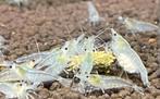 Neocaridina snowball, Dieren en Toebehoren, Kreeft, Krab of Garnaal, Zoetwatervis, Schoolvis