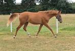 A River of Sunshine, 2-jarige merrie, Donier x Alabastro, Dieren en Toebehoren, Paarden, Merrie, Gechipt, Dressuurpaard, 0 tot 2 jaar